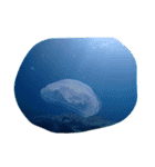 日本の魚たち No1（個別スタンプ：4）