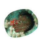 日本の魚たち No1（個別スタンプ：6）