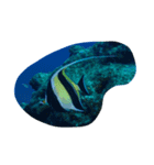 日本の魚たち No1（個別スタンプ：7）