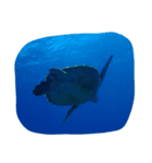 日本の魚たち No1（個別スタンプ：8）