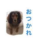 ダックス.LOVE（個別スタンプ：11）