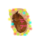 Kotetsu of chihuahua（個別スタンプ：2）