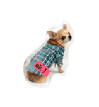 Kotetsu of chihuahua（個別スタンプ：7）