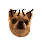 Kotetsu of chihuahua（個別スタンプ：8）