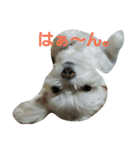 mamemamedog（個別スタンプ：1）
