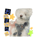 mamemamedog（個別スタンプ：2）