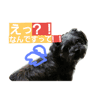 mamemamedog（個別スタンプ：3）