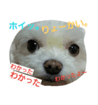mamemamedog（個別スタンプ：6）