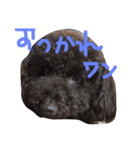 kawaiitoipu-（個別スタンプ：2）