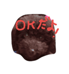 kawaiitoipu-（個別スタンプ：3）