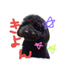 kawaiitoipu-（個別スタンプ：5）