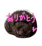 kawaiitoipu-（個別スタンプ：8）