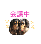 サリごまきなこ2（個別スタンプ：5）