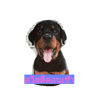 Benz and Ru（個別スタンプ：7）