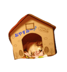 クーちゃん‼︎（個別スタンプ：2）