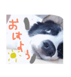 ボーダーコリー パピー（個別スタンプ：1）