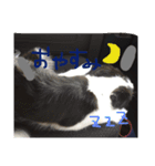 ボーダーコリー パピー（個別スタンプ：2）