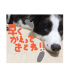 ボーダーコリー パピー（個別スタンプ：3）