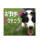 ボーダーコリー パピー（個別スタンプ：4）