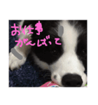 ボーダーコリー パピー（個別スタンプ：5）