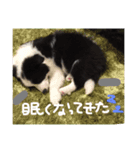 ボーダーコリー パピー（個別スタンプ：8）