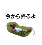 ALOHA！（個別スタンプ：8）