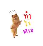 CODA the emotions（個別スタンプ：1）