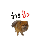 CODA the emotions（個別スタンプ：3）