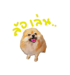 CODA the emotions（個別スタンプ：6）