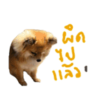 CODA the emotions（個別スタンプ：14）