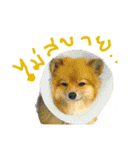 CODA the emotions（個別スタンプ：15）
