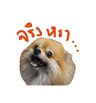 CODA the emotions（個別スタンプ：20）