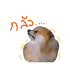CODA the emotions（個別スタンプ：21）