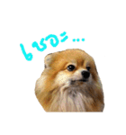 CODA the emotions（個別スタンプ：22）