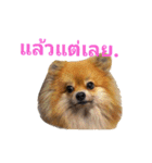 CODA the emotions（個別スタンプ：29）