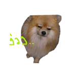 CODA the emotions（個別スタンプ：30）