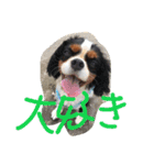 キャバガールズ（個別スタンプ：3）