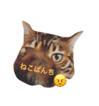 とららんど.1（個別スタンプ：11）