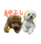 マルプーてんちゃんです。（個別スタンプ：7）
