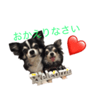 チワワのファミリリー part4（個別スタンプ：13）