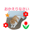 my favorite cat sijimi！（個別スタンプ：16）