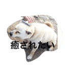コロ助の日常（個別スタンプ：1）