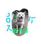 コロ助の日常（個別スタンプ：4）