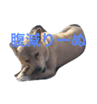 コロ助の日常（個別スタンプ：8）