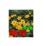 湖の露の花言葉 2（個別スタンプ：2）