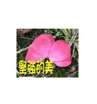 湖の露の花言葉 2（個別スタンプ：4）