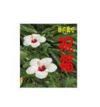 湖の露の花言葉 2（個別スタンプ：7）