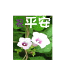 湖の露の花言葉 2（個別スタンプ：12）