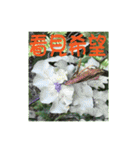 湖の露の花言葉 2（個別スタンプ：15）