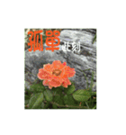 湖の露の花言葉 2（個別スタンプ：21）